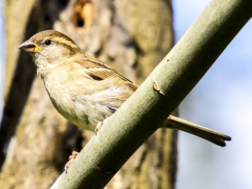 sparrow sperling house sparrow