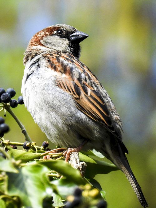 sparrow sperling house sparrow