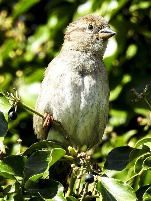 sparrow sperling house sparrow