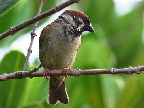 sparrow bird love birds