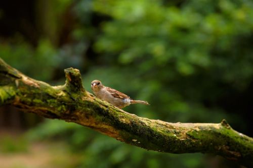 sparrow branch bird