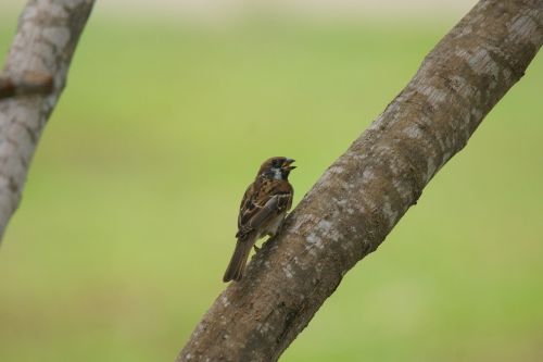 sparrow curlew passer