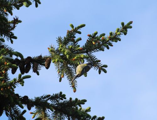 sparrow sperling bird