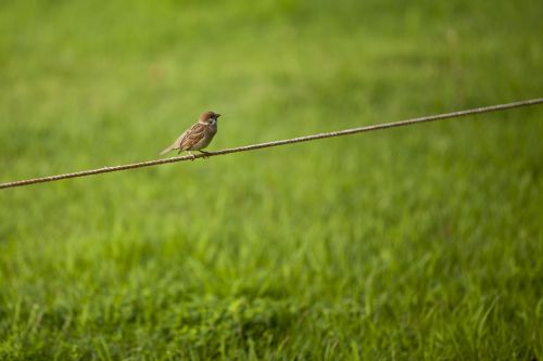 sparrow grass break