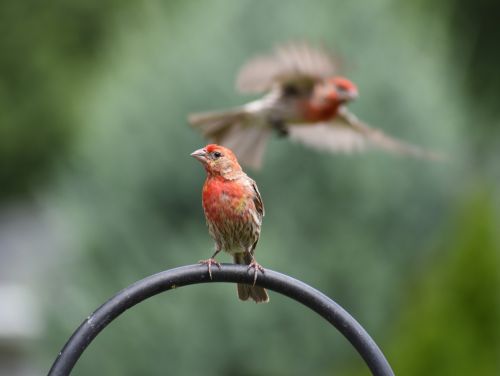 sparrow sparrows bird