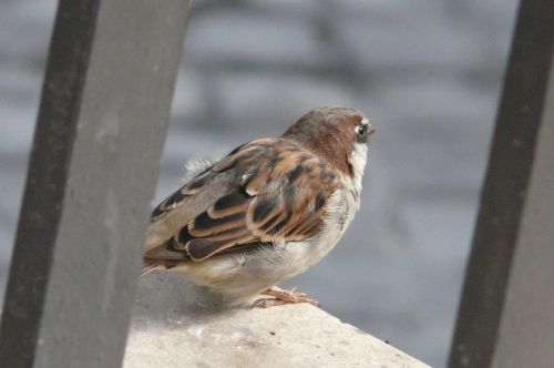 sparrow bird sperling