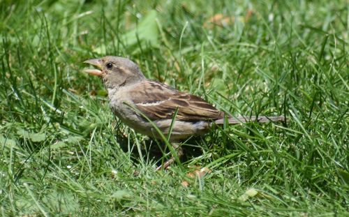 sparrow brown sparrow bird