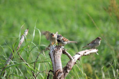 sparrow bird sperling