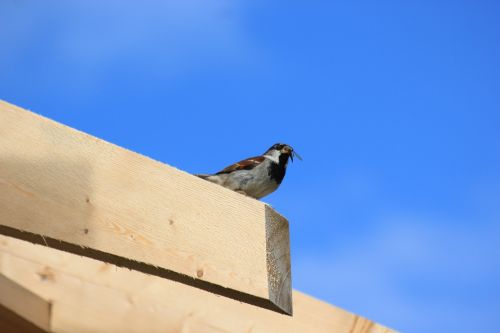 sparrow bird sperling