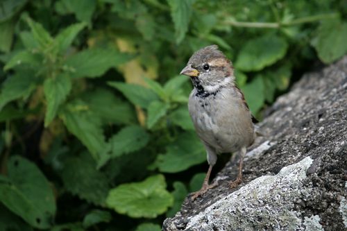 sparrow bird sparrows