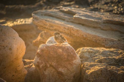 sparrow bird stones