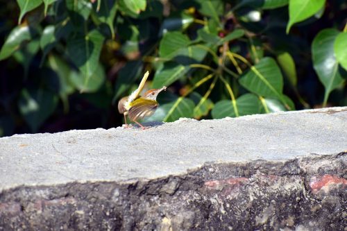 sparrow small bird prey