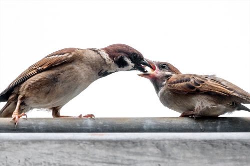 sparrow feeding nature