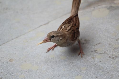 sparrow bird innocent