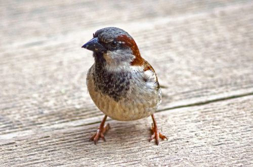 sparrow sperling bird