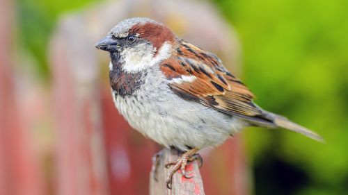 sparrow bird picket fence