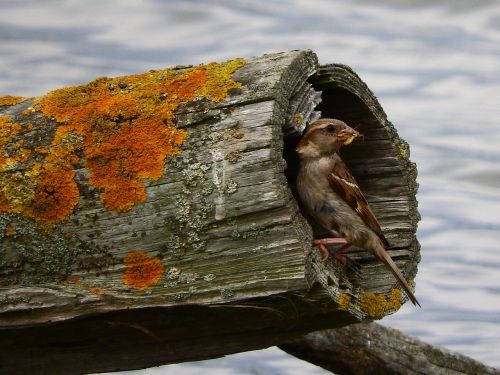 sparrow food log