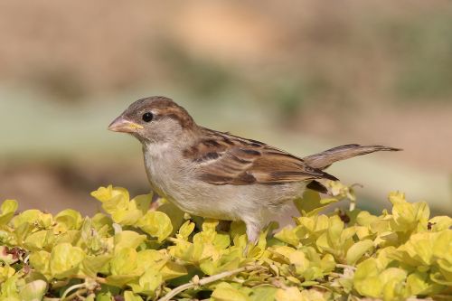 sparrow home domový