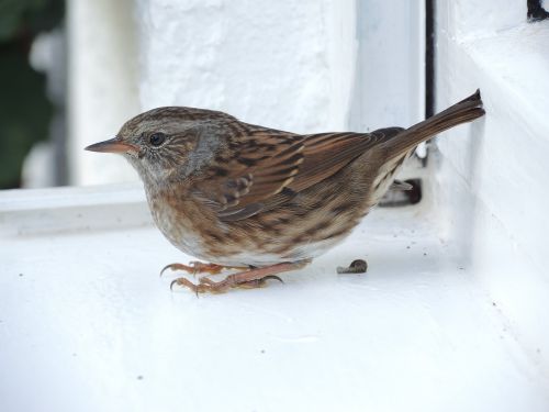 sparrow sperling bird