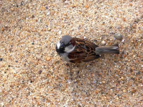 sparrow bird sand