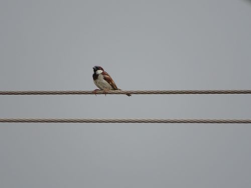 sparrow birds nature