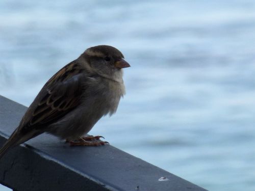 sparrow water wildlife photography