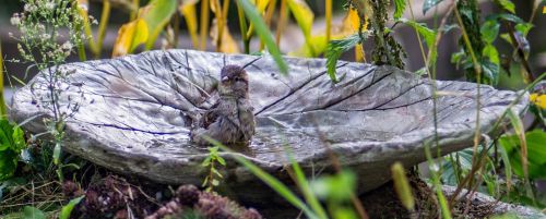 sparrow sperling bird