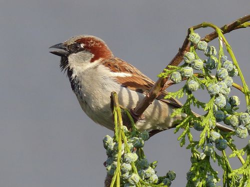 sparrow house sparrow bird