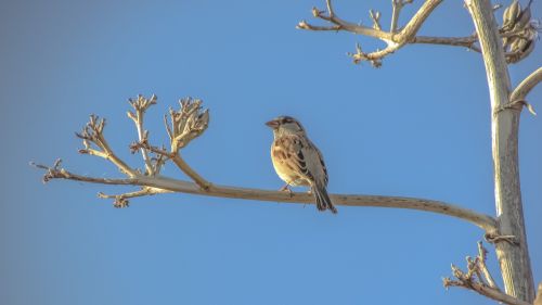 sparrow tree nature