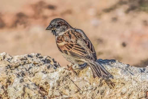 sparrow nature bird