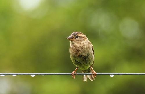 sparrow bird fair is fair