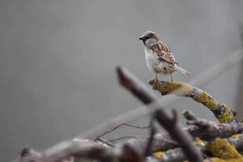 sparrow birds wood