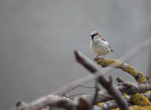 sparrow birds wood