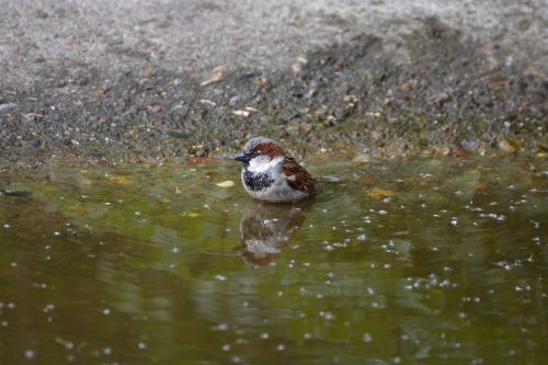 sparrow little bird birds
