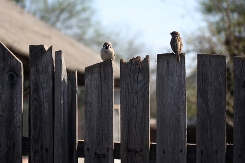 sparrow  pair  fence