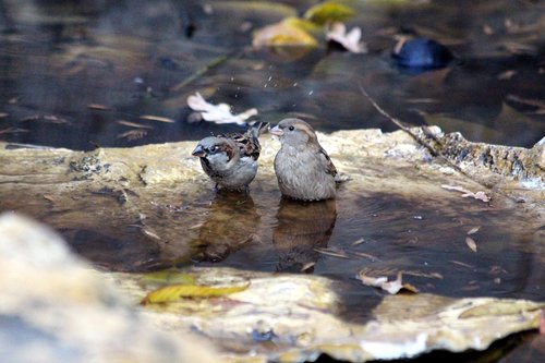 sparrow  passer domesticus  nature