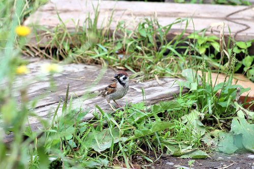 sparrow  passer montanus  nature