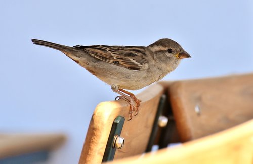 sparrow  bird  plumage