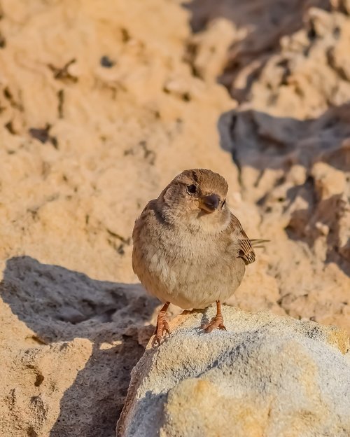 sparrow  wildlife  bird
