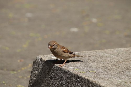 sparrow  house sparrow  bird