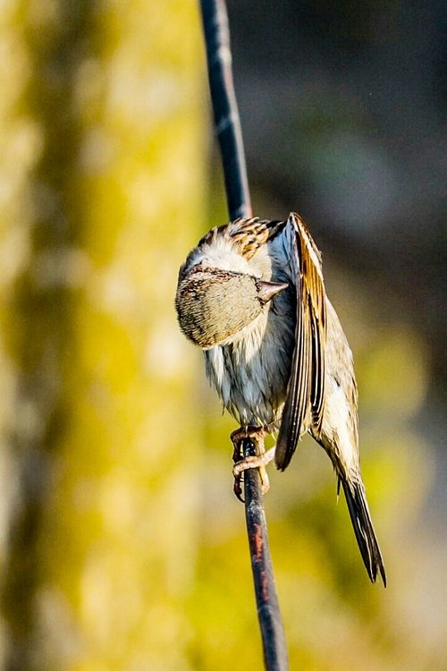 sparrow  bird  wildlife