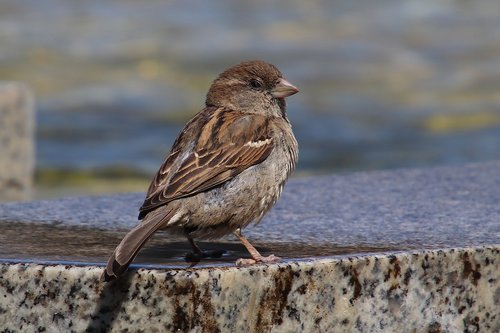 sparrow  house sparrow  sperling