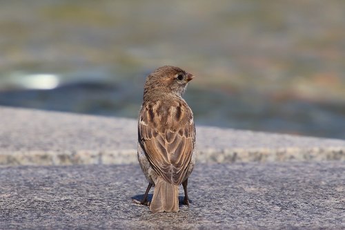 sparrow  house sparrow  sperling