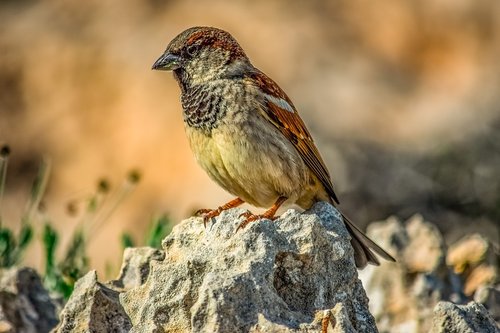 sparrow  bird  animal