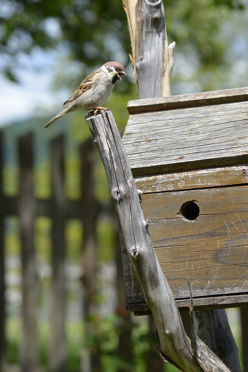 sparrow  bird  birds house