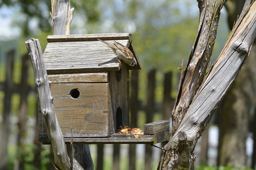 sparrow  bird  birds house