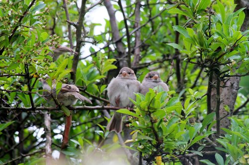 sparrow  sperling  nature