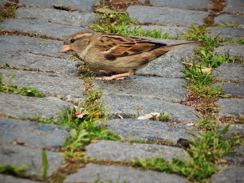sparrow  close up  away