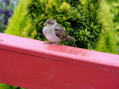 sparrow bird balcony