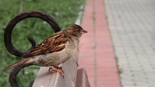 sparrow  bird  chick
